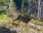 Mule deer