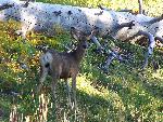 Mule deer