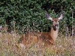 Mule deer