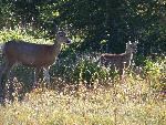 Mule deer