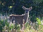 Mule deer fawn