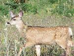 Mule deer fawn