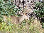 Mule deer