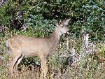 Mule Deer
