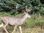 Mule Deer