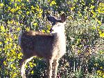 Mule Deer fawn