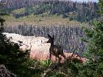 Mule Deer