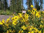 Wildflowers