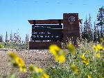 Wildflowers
