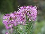 Fireweed