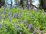 Silvery Lupine