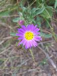 Oregon Fleabane