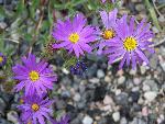 Oregon Fleabane