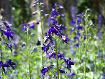 Subalpine Larkspur