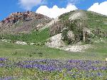 Wildflower Meadown