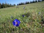 Blue Flax