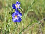 Blue Flax