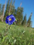 Blue Flax