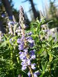 Silvery Lupine