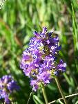 Rydberg Penstemon