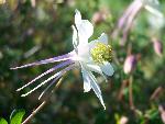 Colorado Columbine