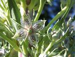 Elkweed