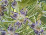 Elkweed