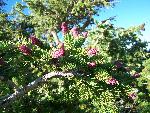 Bristlecone Pine Cones