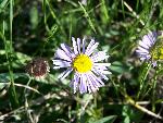 Oregon Fleabane