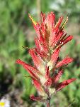 Indian Paintbrush