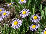 Oregon Fleabane