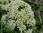 Southern Ligusticum