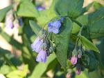 Aspen Bluebell