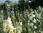 Mountain Deathcamas