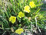 Yellow Evening Primrose