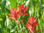 Indian Paintbrush