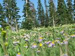 Field of wildflowers