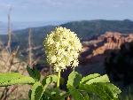 Southern Ligusticum