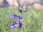 Markagunt Penstemon