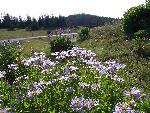 Oregon Fleabane
