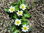 Marsh Marigold