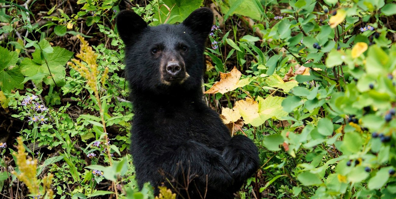 American Black Bear surrounded by foliage