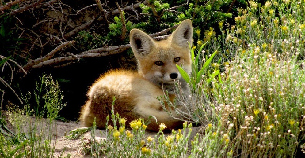 Red Fox lying on the ground next to vegetation.