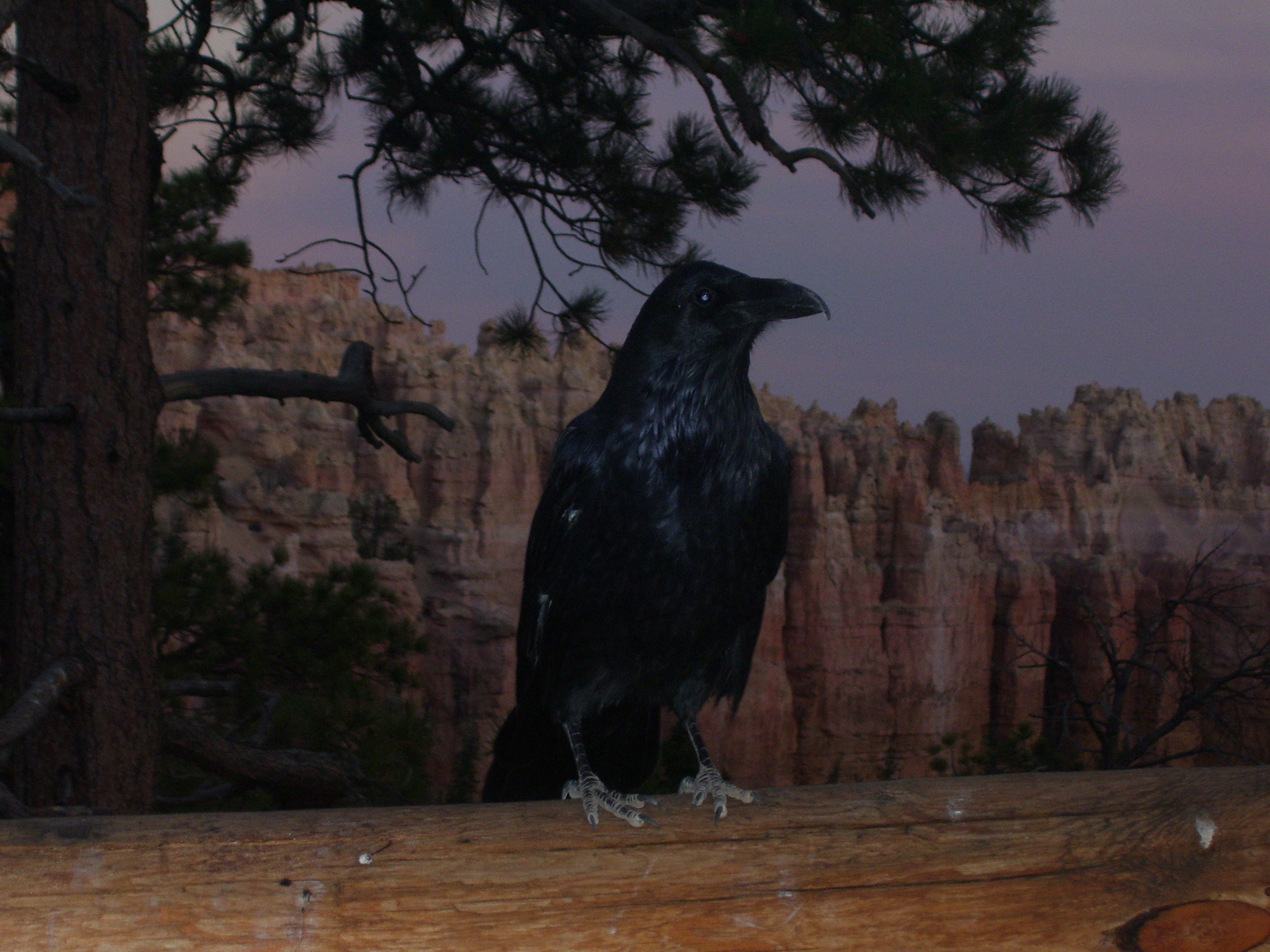 Raven
