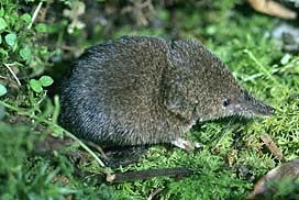 Masked Shrew