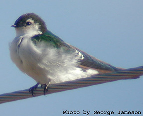 Violet-green Swallow