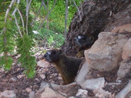 Yellow-bellied Marmots