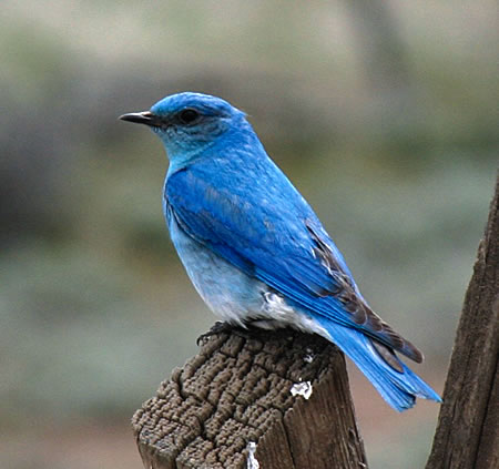 mountain bluebird
