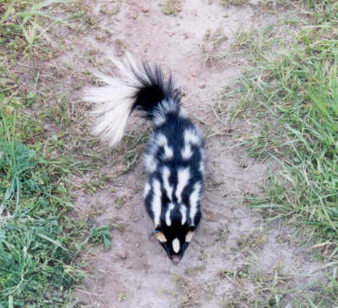 spotted skunk photo