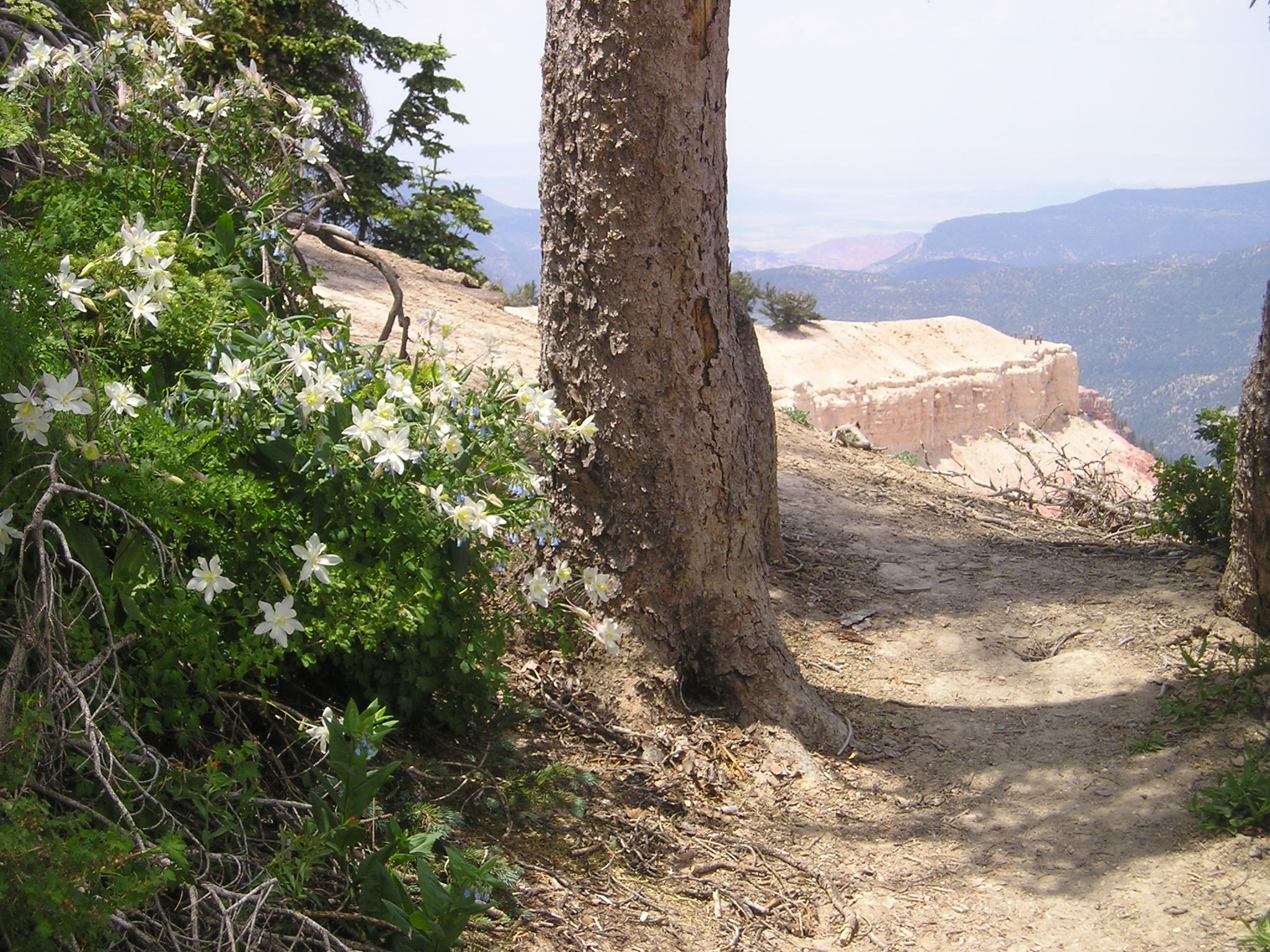 Spectra Point Trail